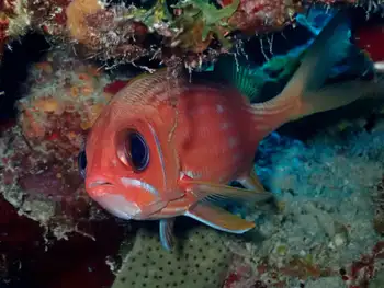 longspine squirrelfish