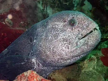 Wolf Eel