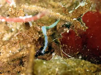 Bobbit Worm