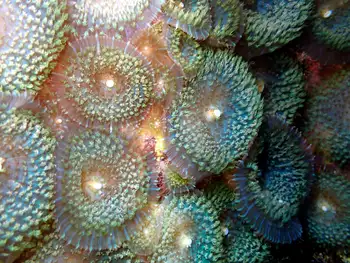 warty corallimorph