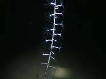 northwest sea whip