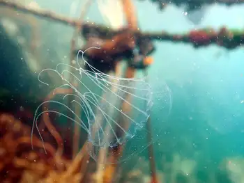 Scalloped Jelly