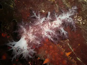 Red Dendronotid