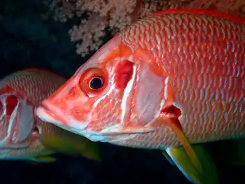 giant squirrelfish