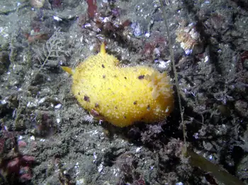 Monterey Sea Lemon