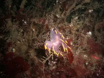 Coarse Sea Fir Hydroid