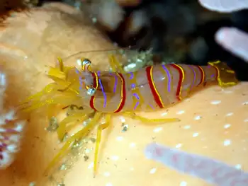 Candy Stripe Shrimp