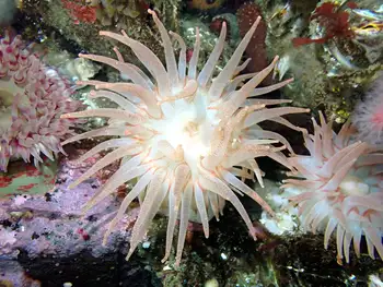 Crimson Anemones