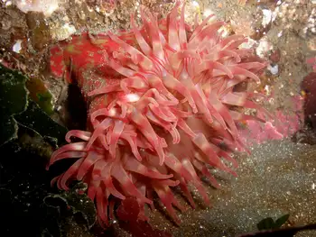 Painted Anemone