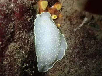 Yellow Rimmed Nudibranch