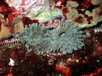 Feather Duster Worms