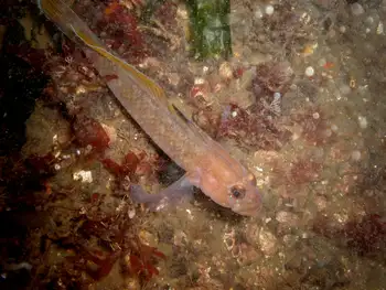 Blackeye Goby
