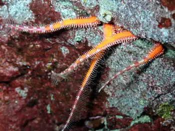 Brittle Star