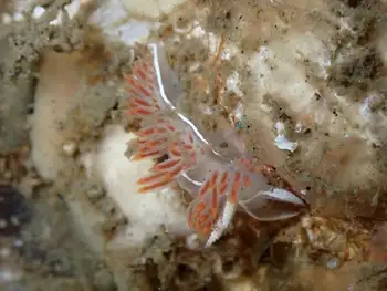 Three Lined Nudibranch