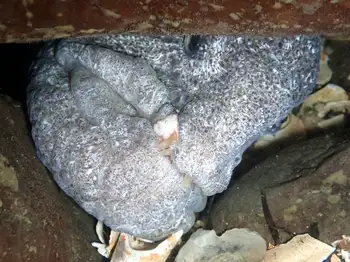 Wolf Eel
