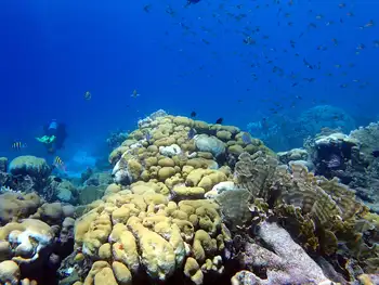 Coral