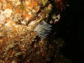Anemone