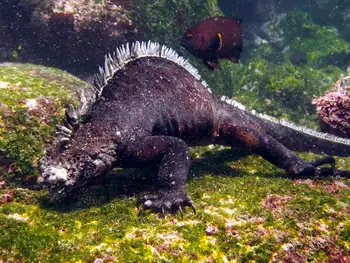 Marine Iguana