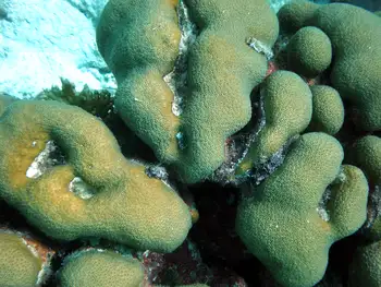 Smooth Star Coral