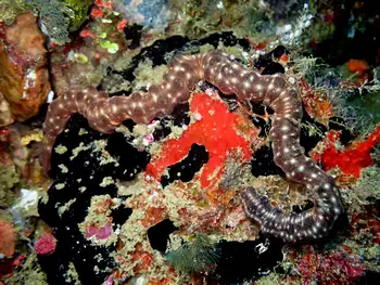 gutlike sea cucumber