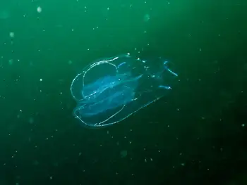 Comb Jelly