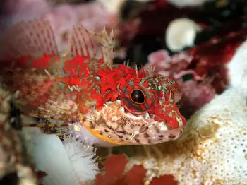 Scalyhead Sculpin