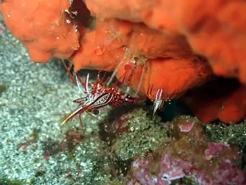 hingebeak prawn