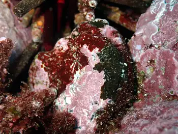Encrusting Corraline Algae