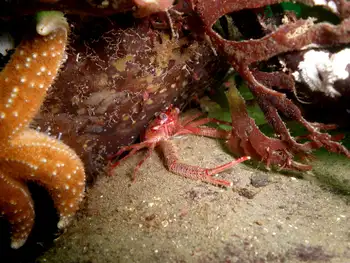 Squat Lobster