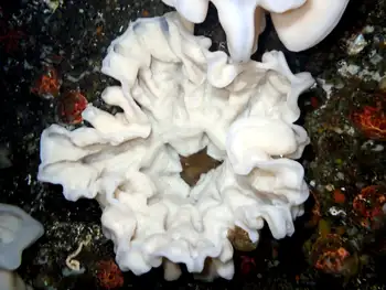 fingered goblet sponge