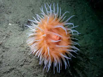 Sand Rose Anemone