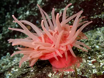 Crimson Anemone