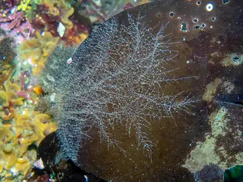 hydroid