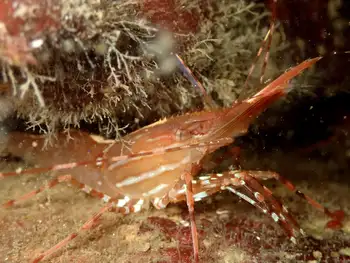 Pacific Prawn