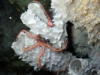 Sponge Brittle Star