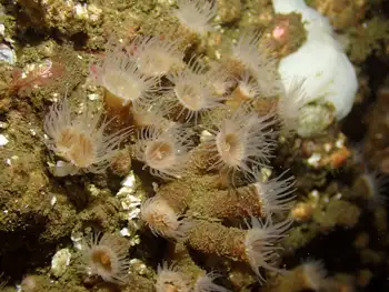 Orange Zoanthid