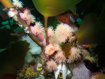 Proliferating Anemones