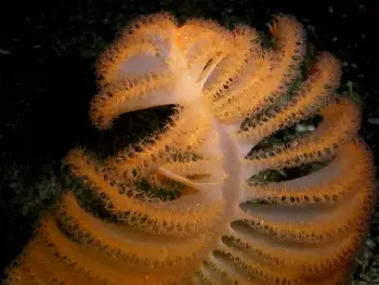 Ptilosarcus gurneyi Sea Pen