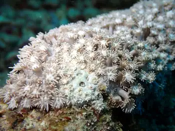 Coral