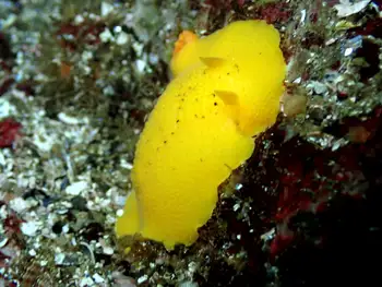 Heath's Dorid