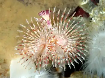 Feather Duster Worm
