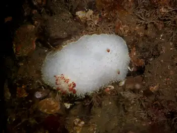Nanaimo Nudibranch