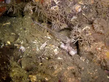 Muff Hydroids