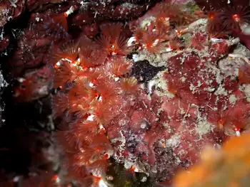 Coral