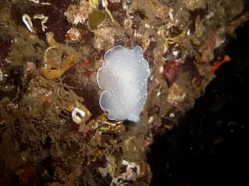 California Berthella