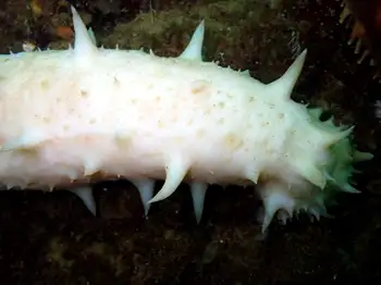 California Sea Cucumber