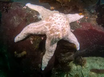 Giant Pink Star