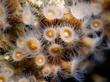 orange zoanthid
