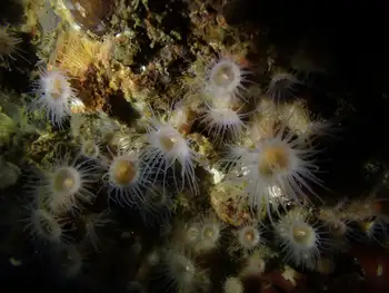 Orange Zoanthids