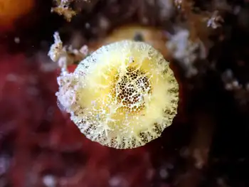 Yellow Boring Sponge